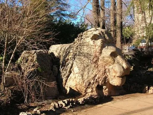 Lion of Ifrane in Ifrane
